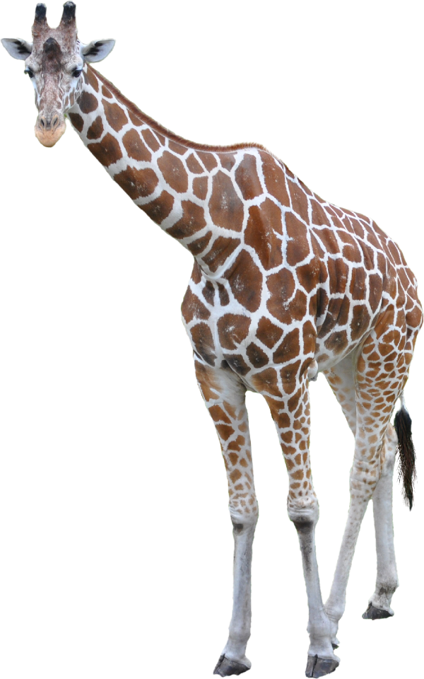 Large tall neck