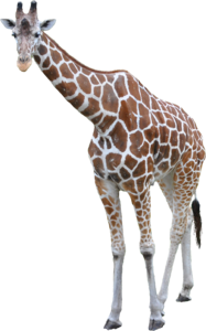 Large tall neck