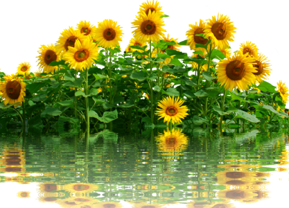 Nature yellow flower flower