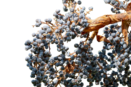 Plant palm isolated
