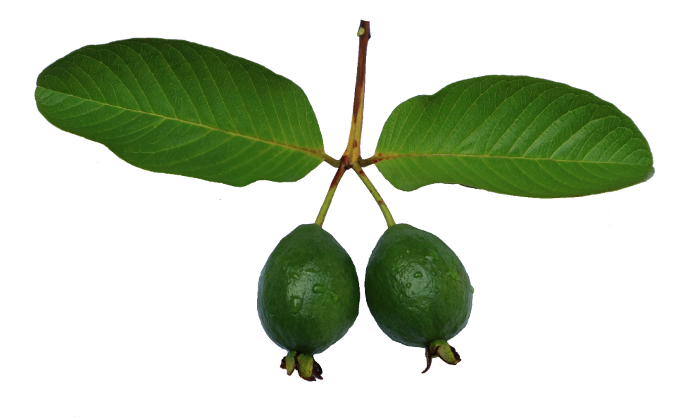 Leaf green guava png