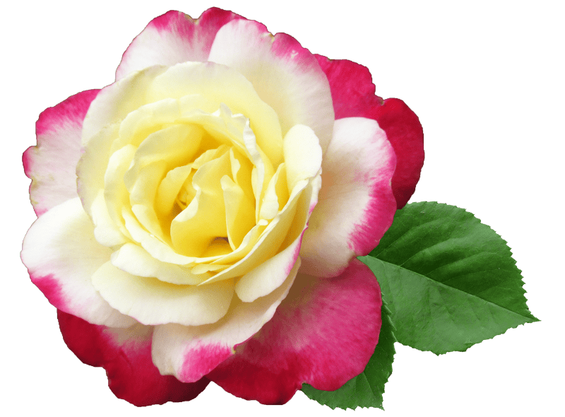 Fragrant isolated cut out