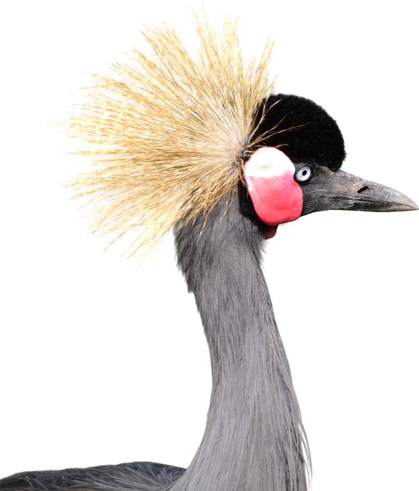 Bird png clipping