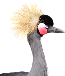 Bird png clipping