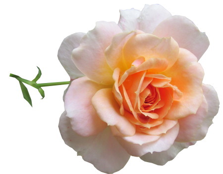 Bloom garden nature