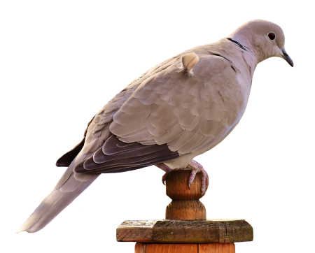 Dove nature animal
