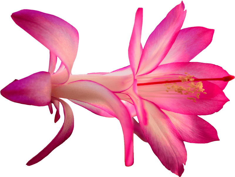 Flower cactus pink