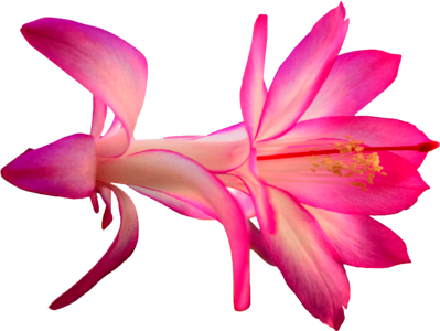 Flower cactus pink