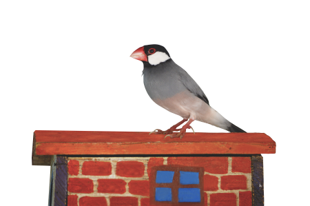 Ave bird little bird