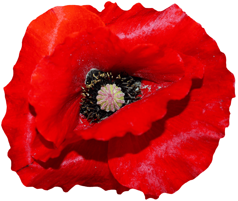 Bloom red poppy flower