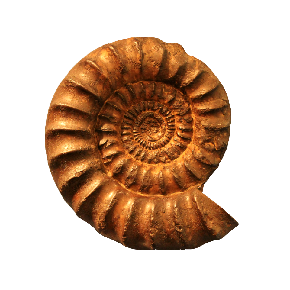 Ammonite fossil png