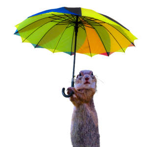 Umbrella rain protection sun protection
