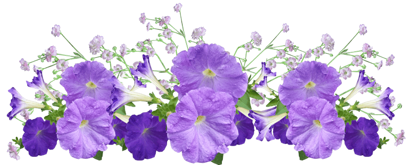 Plant garden nature