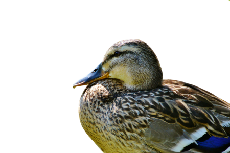 Duck bird bird creature
