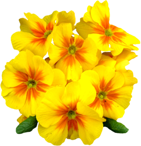 Plant primrose yellow