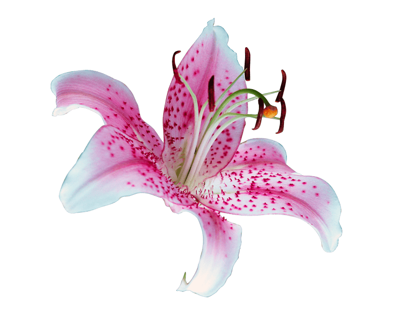 Pink flower flora