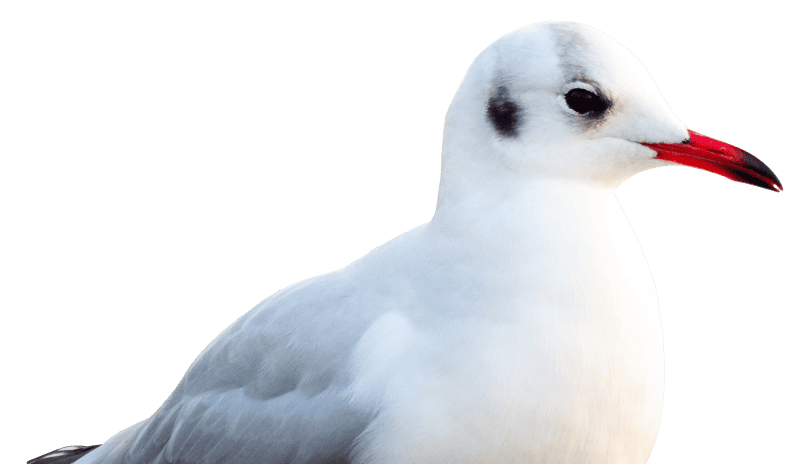 Water bird seevogel close up