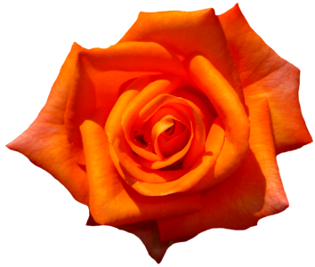 Bloom flower orange roses