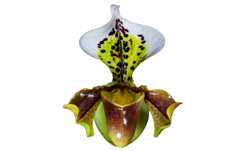 Frauenschuh orchid flower close up