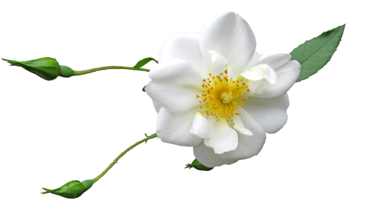 White bloom plant