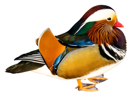 Water bird plumage feather