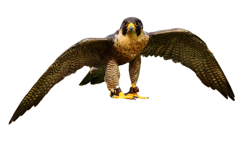 Animal falconry bill