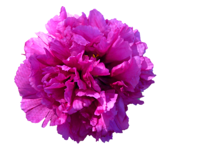 Peony red isolated