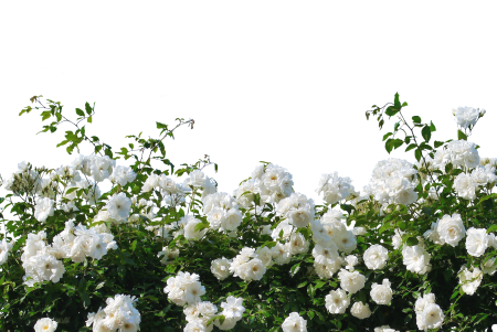 Blossom bloom flower