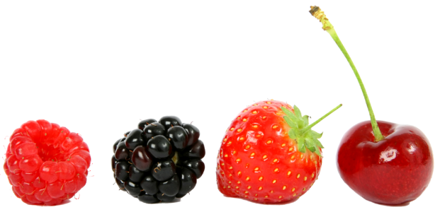 Blackberries isolated fruits