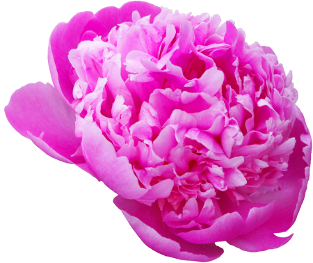 Transmission flowers pink flower