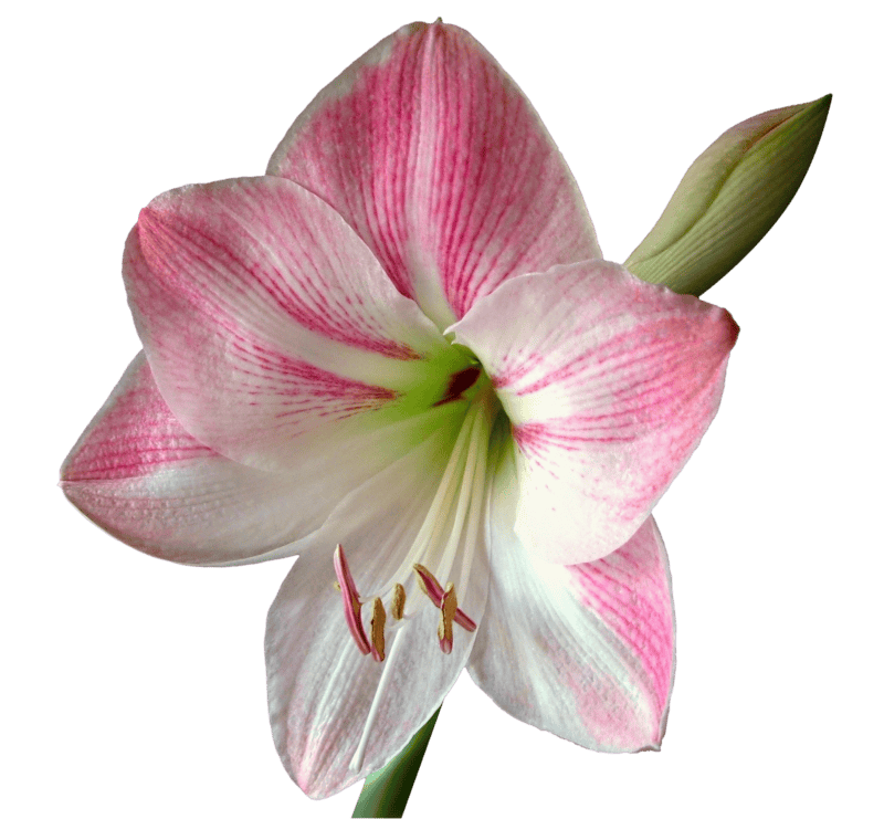 Amaryllis isolated transparent
