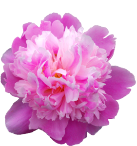 Transmission flowers pink flower