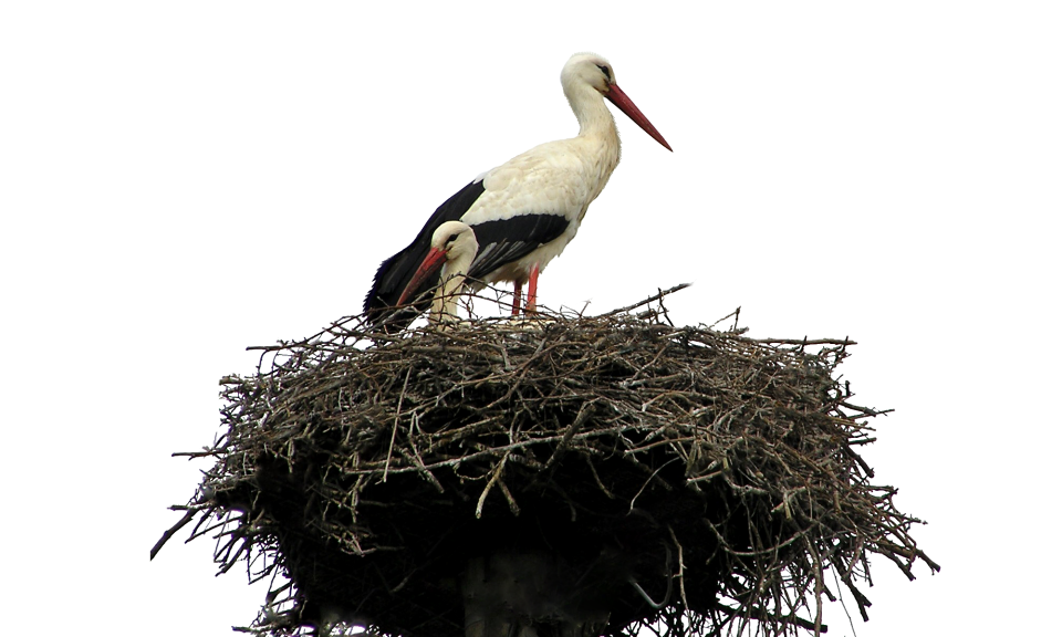 Nest bird nature