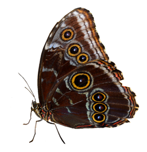 Butterfly brown isolated