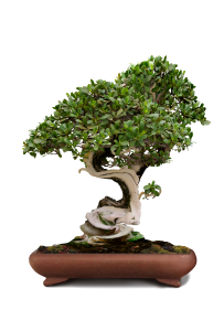 Green tree dwarf tree china