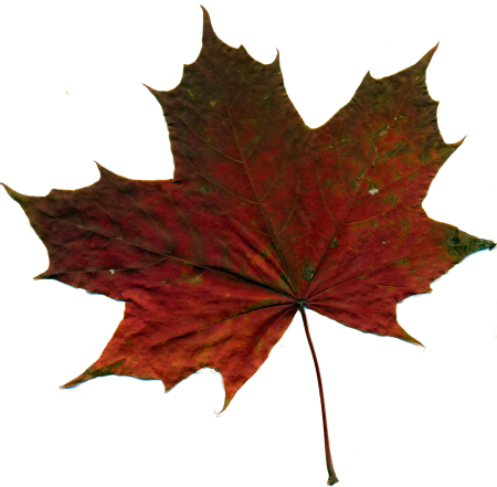 Nature red autumn