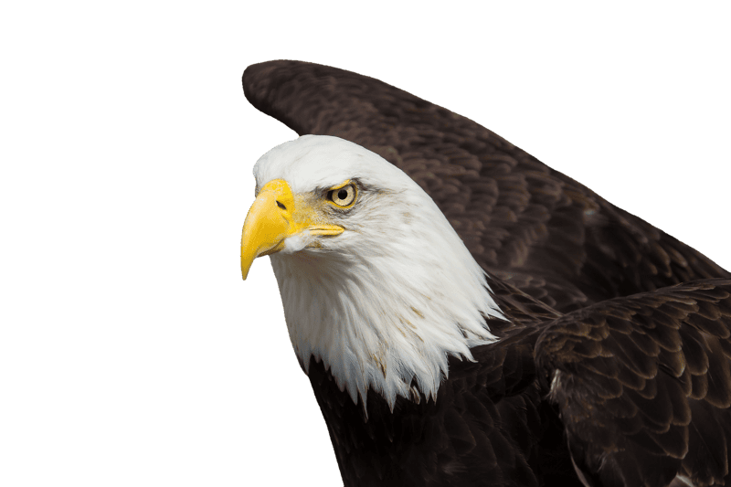 Raptor heraldic animal bald eagle