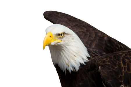 Raptor heraldic animal bald eagle