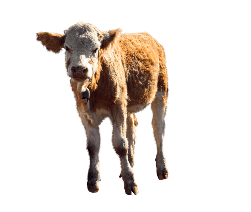 Young calf cattle young animal
