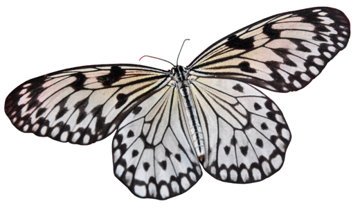 Nature lepidoptera animal