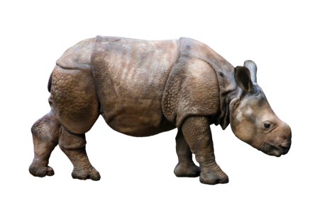 Young rhino rhino young africa