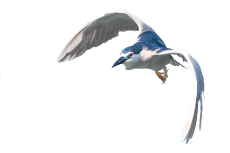 Bird plumage water bird