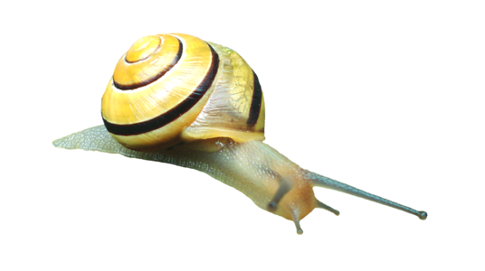 Molluscs reptiles land snail