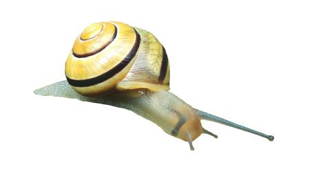 Molluscs reptiles land snail