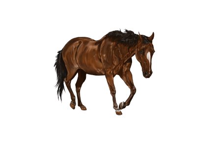 Bay animal digital