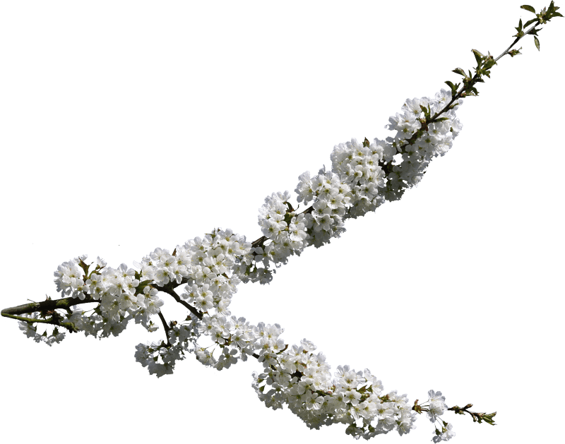 Clipping graphics flowering tree