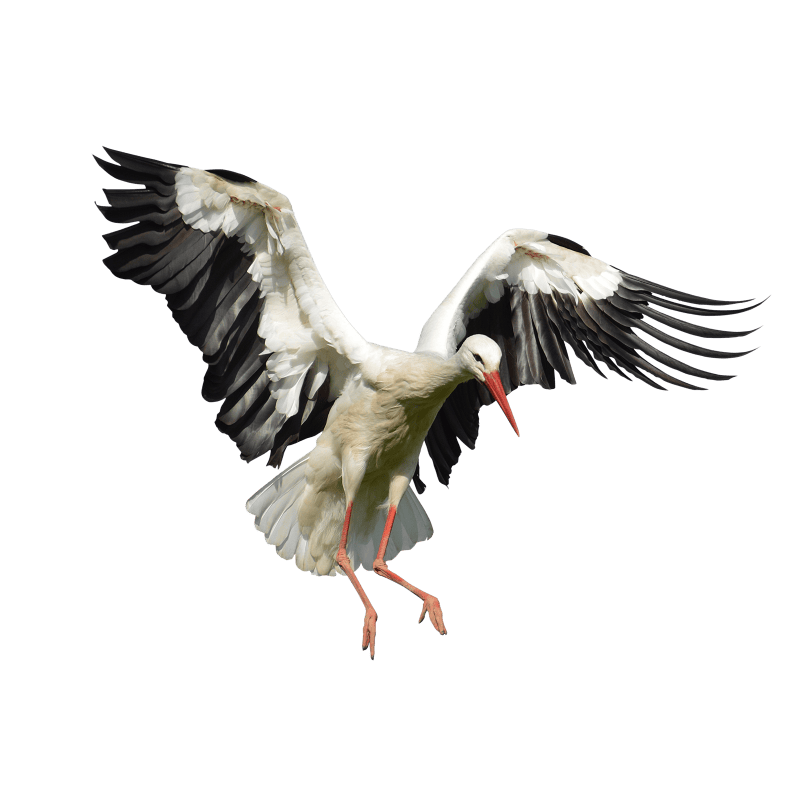 Wings white stork bird