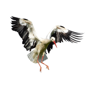 Wings white stork bird