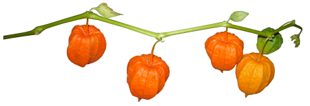 Physalis branch plant