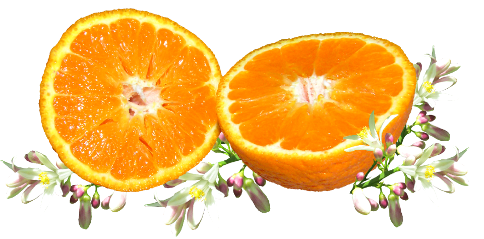 Citrus food vitamin